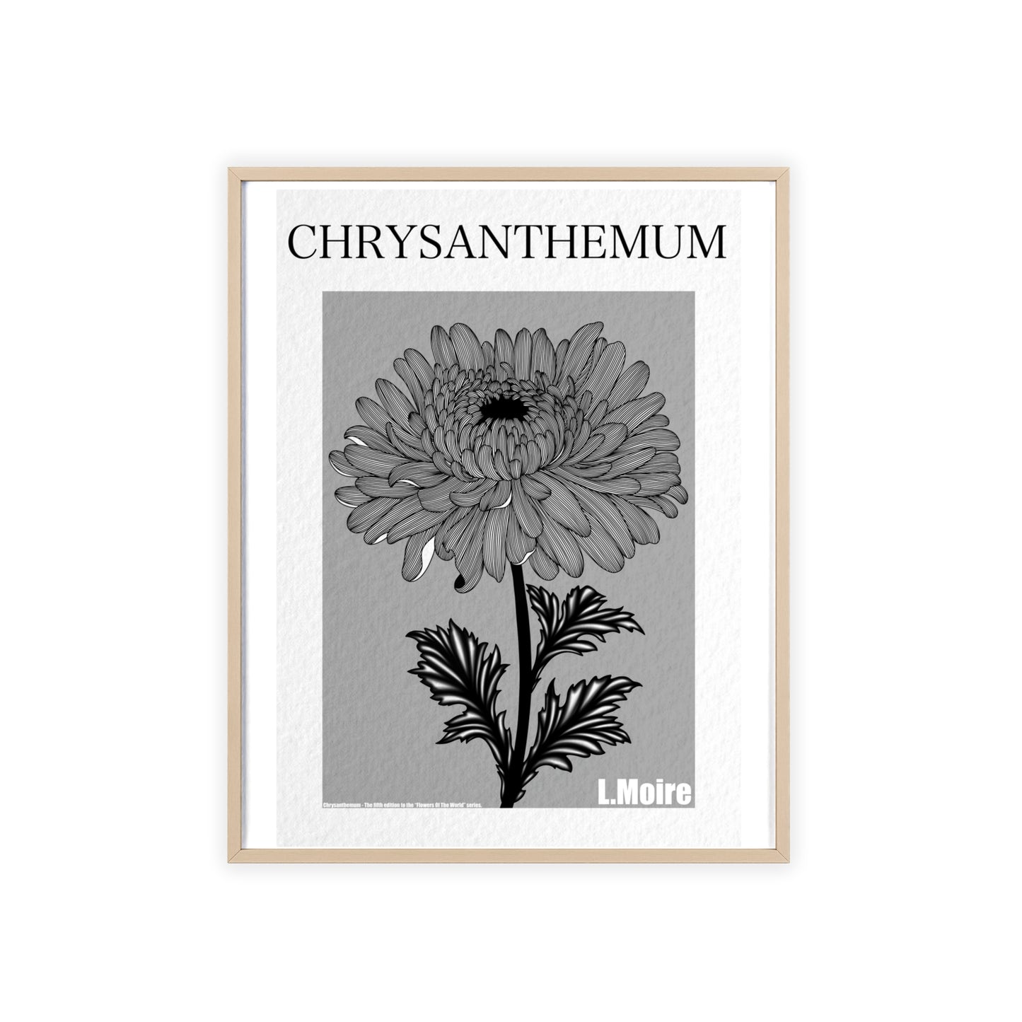 Chrysanthemum - The fifth edition - Flowers Of The World.
