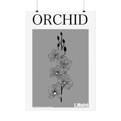Orchid - the second edition to the - Flowers Of The World - series.