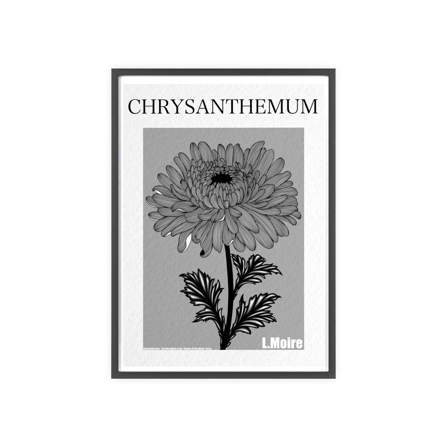 Chrysanthemum - The fifth edition - Flowers Of The World.