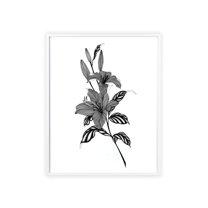 Elegant Floral Wall Art, Black and White Lily artwork - Framed.