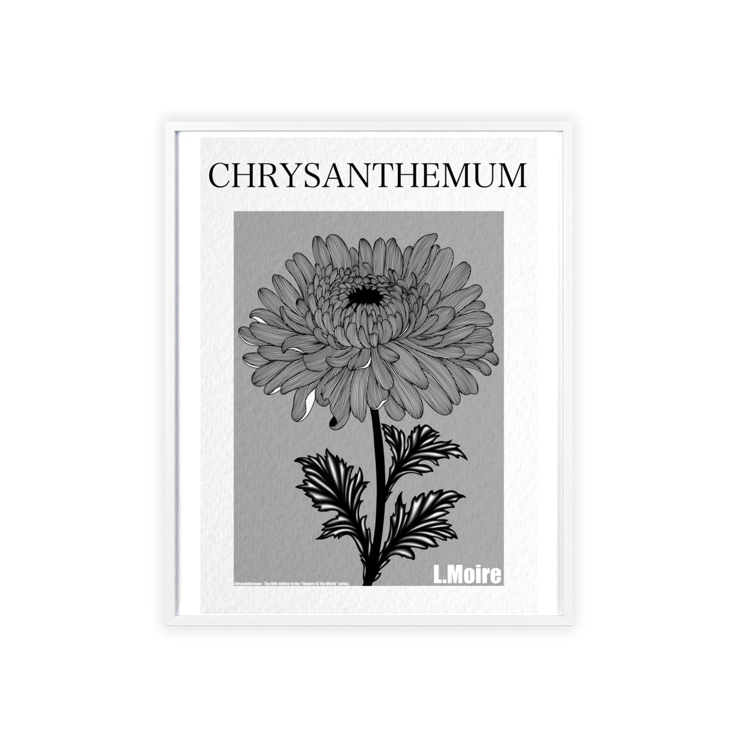 Chrysanthemum - The fifth edition - Flowers Of The World.