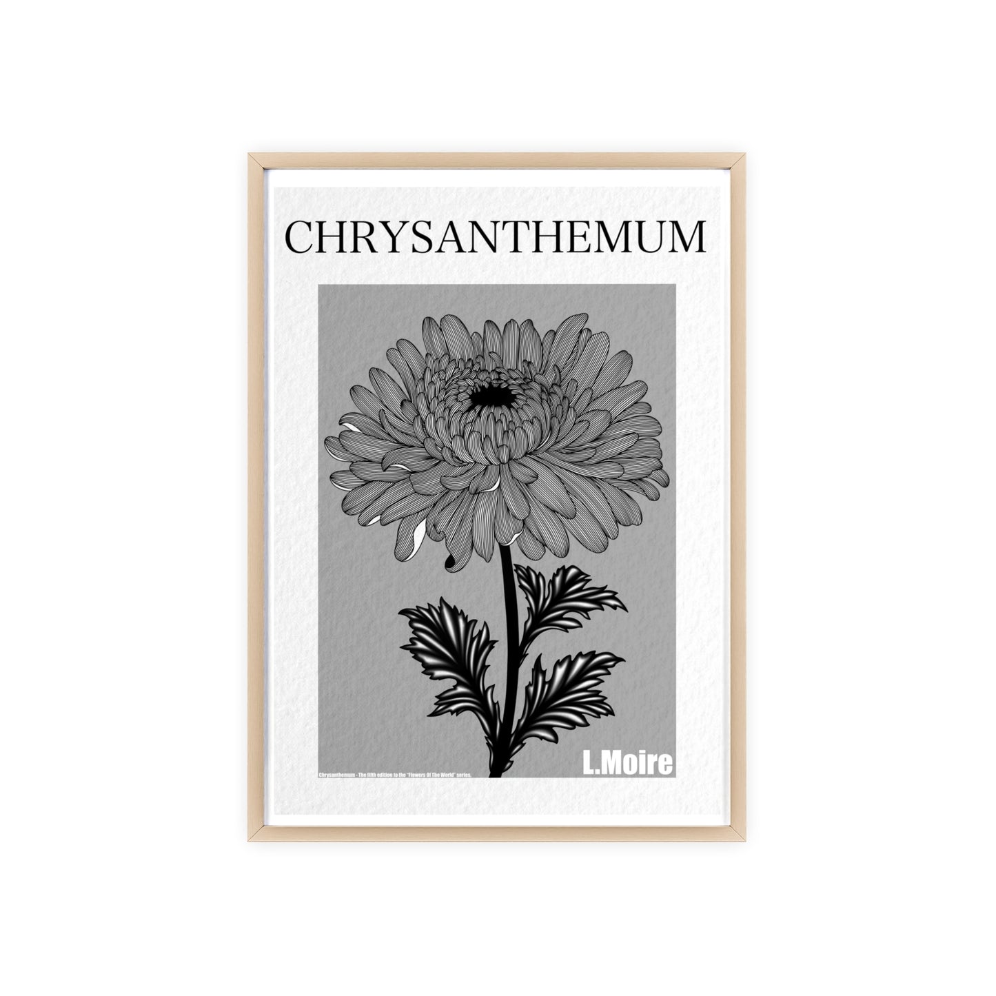Chrysanthemum - The fifth edition - Flowers Of The World.