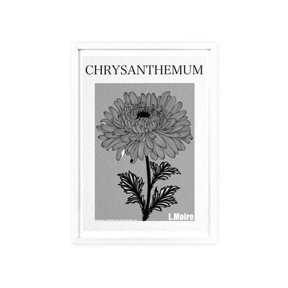 Chrysanthemum - The fifth edition - Flowers Of The World.