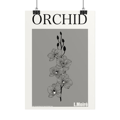 Orchid - the second edition to the - Flowers Of The World - series.