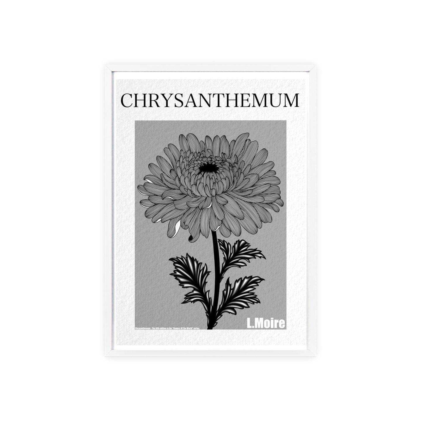 Chrysanthemum - The fifth edition - Flowers Of The World.
