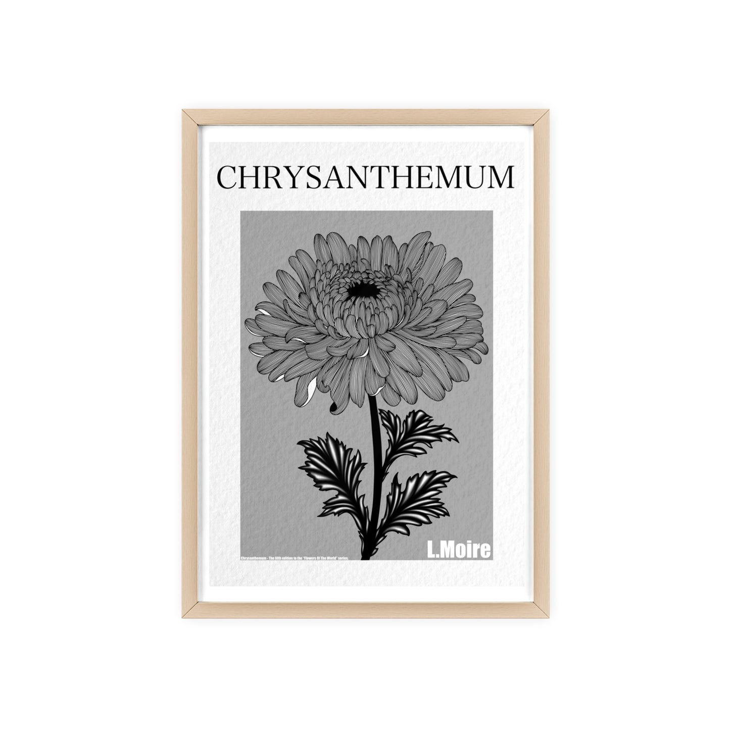 Chrysanthemum - The fifth edition - Flowers Of The World.