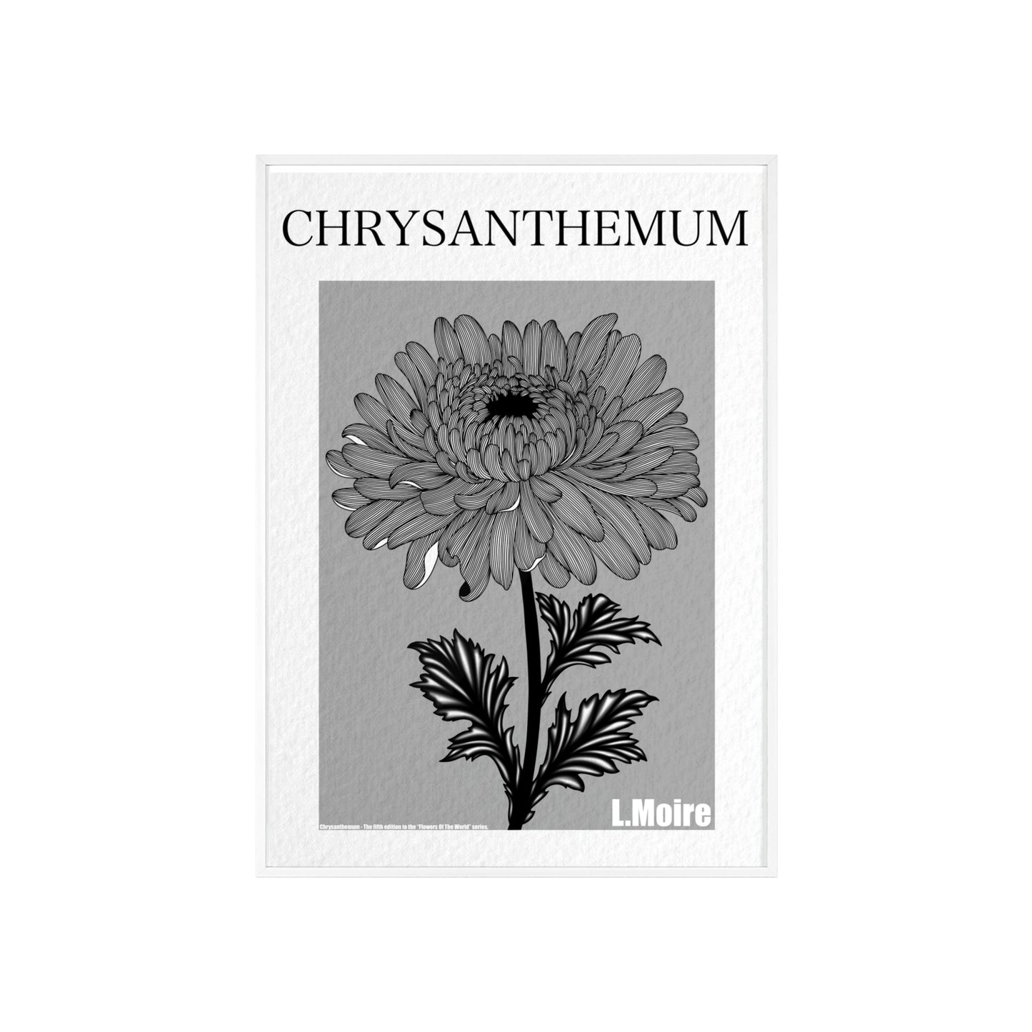 Chrysanthemum - The fifth edition - Flowers Of The World.