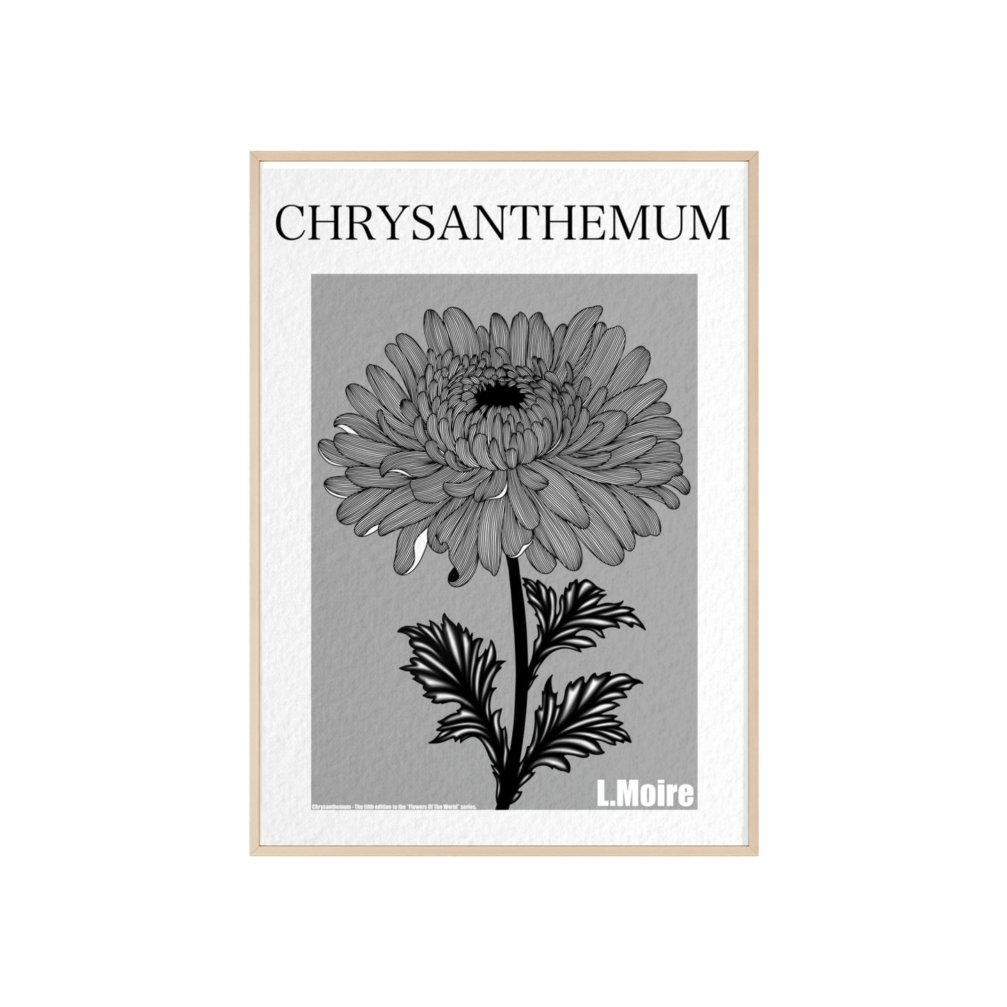 Chrysanthemum - The fifth edition - Flowers Of The World.