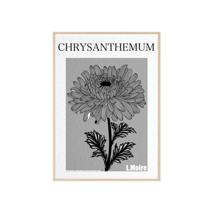 Chrysanthemum - The fifth edition - Flowers Of The World.